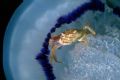 Liocarcinus vernalis